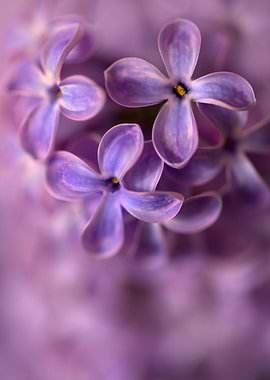 Close up of a fresh lilac flowers