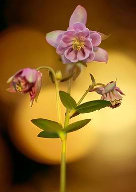 Pastel pink columbine flowers