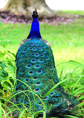 Peacock
