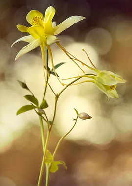 Yellow columbines
