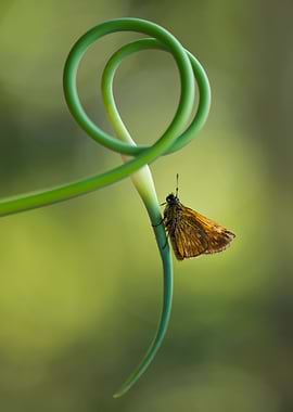 Small butterfly sitting on the curly garlic plant