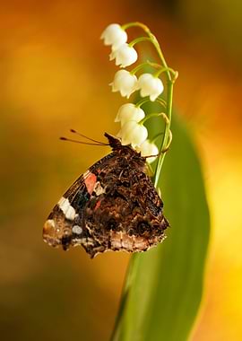 Morning impression with butterfly