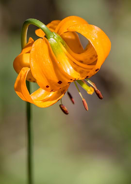 Tiger lily