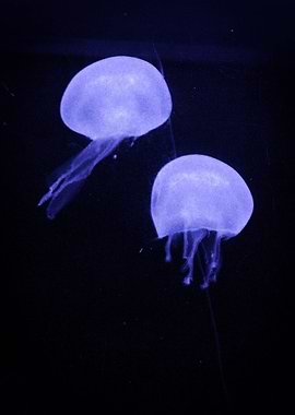 Lilac Jellyfish