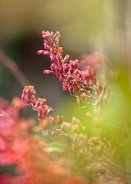 RED SPANGLES no2. Photography. ©2015 Pia Schneider | at ...