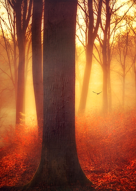 p.y.r.o Sunrise in a beech tree forest on a misty morni ...