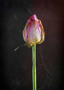 Old Rose on Slate. Bit battered, bit past it’s best, bu ...