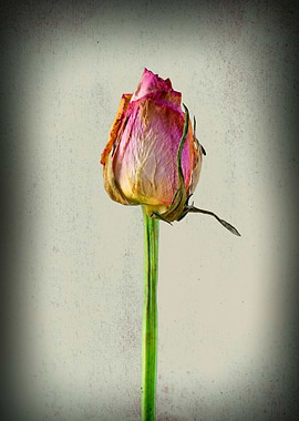 Old, wrinkly and still gorgeous.