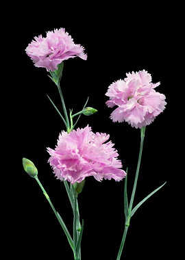 Pinks on Black From my formal ‘enclosed’ garden. Imagin ...