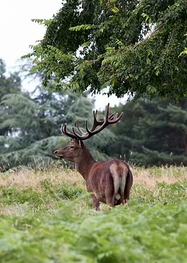 Deer in Richmond Park