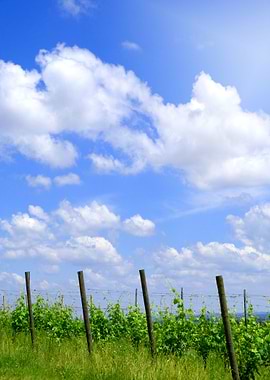 Summer Vineyard