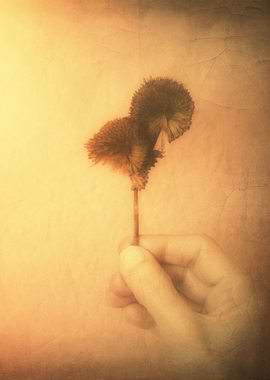 The tree of my dreams