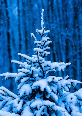 Winter, Snow, Christmas