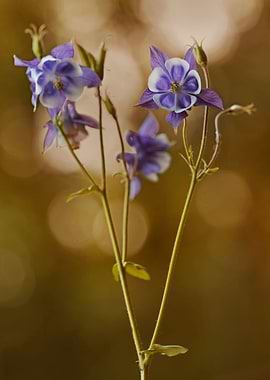 Violet columbine flowers