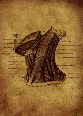 Anatomic9