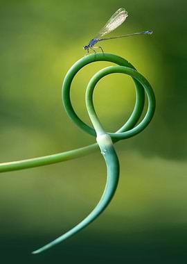 Small dragonfly on curly garlic flower