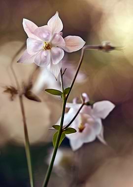 White columbine flowers