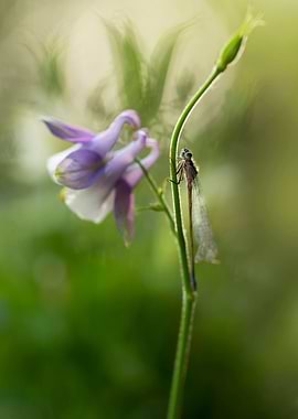 Impression with purple columbine flower and small drago ...
