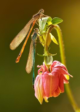 Two dragonflies on pink columbine flower