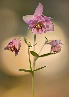Pink columbine flower