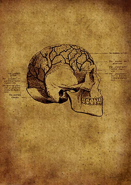 Anatomic11