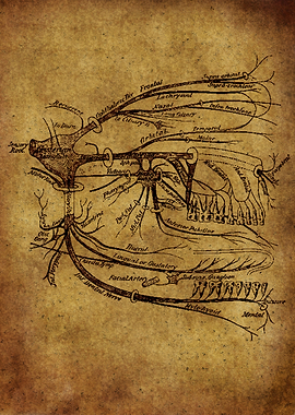 Anatomic12