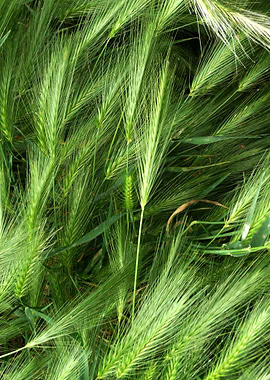Green Wheat