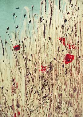 low angle view of poppy flowers in a wheat field - text ...