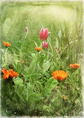 Garden after the Rain