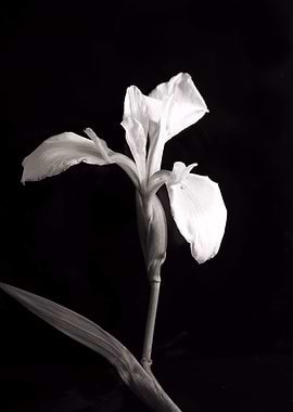 Wild Orchid on Black