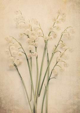 Lily of the Valley v