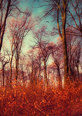 Dreamy beech tree forest at sunrise