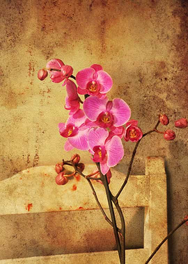 Pink orchid
