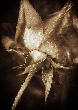 A Romantic Vintage Beautiful vintage romantic rose from ...