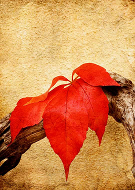 Red leaf