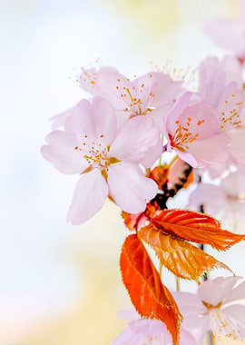 Japanese Cherry flowers