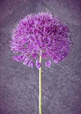 Allium