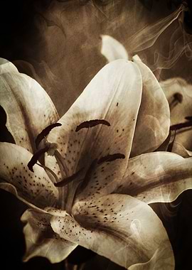 Mystical Lilies The lily family has traditionally repre ...