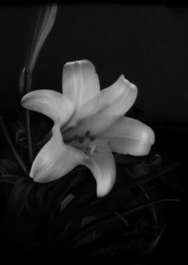 Easter Lily