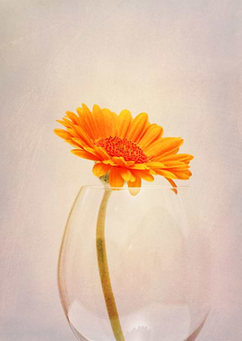gerbera in a Wine Glass