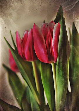 Smokey Beauty All About the Tulip Flower The tulip is a ...