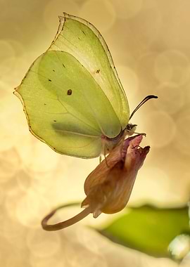 Green butterfly on a dry flower
