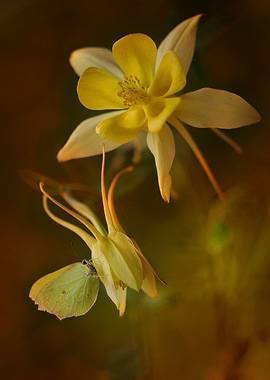 Yellow columbine flowers
