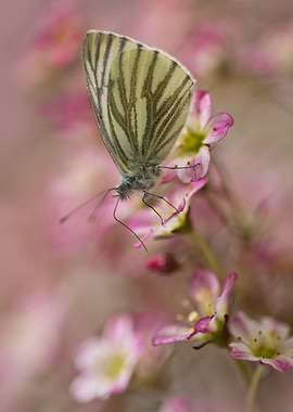 Small butterfly on pink and white flowers