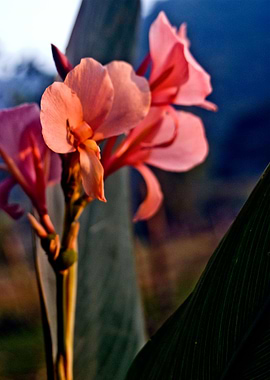 Treasure of the Valley