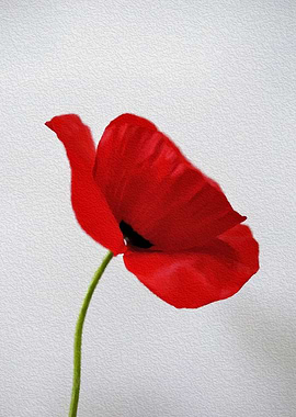 Poppy Painting