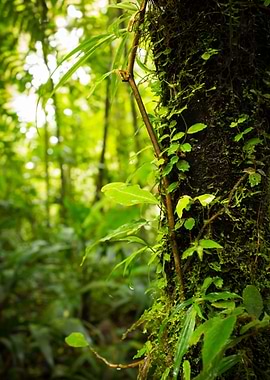 Trunk of the Jungle