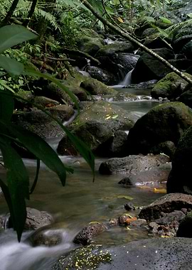 Waih stream Oahu HI