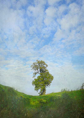 Magnificent and Lonely