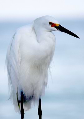 Pretty White Bird